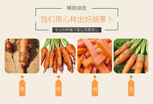 開(kāi)封特產(chǎn) 新鮮現(xiàn)挖胡蘿卜，沙土孕育的甘甜滋味