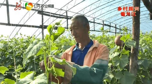 互聯(lián)網(wǎng)+本土新鮮蔬菜 送貨上門開(kāi)啟零售新篇章，助力增收致富
